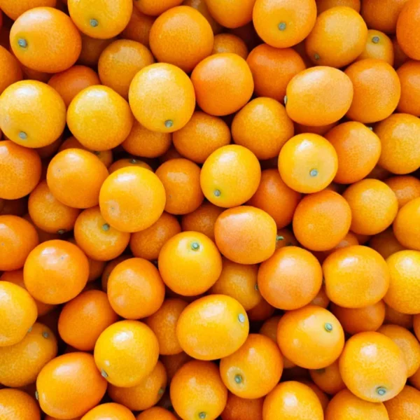 The same-day harvest of Jeju Kumquat, direct transmission [emerging distribution] [free shipping]