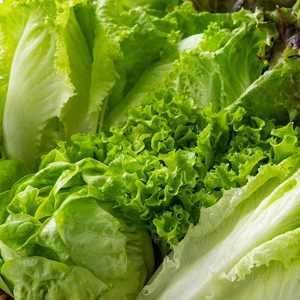 [معتمد على الفجوة] سلطة أوروبية 1 كجم (4 أنواع)