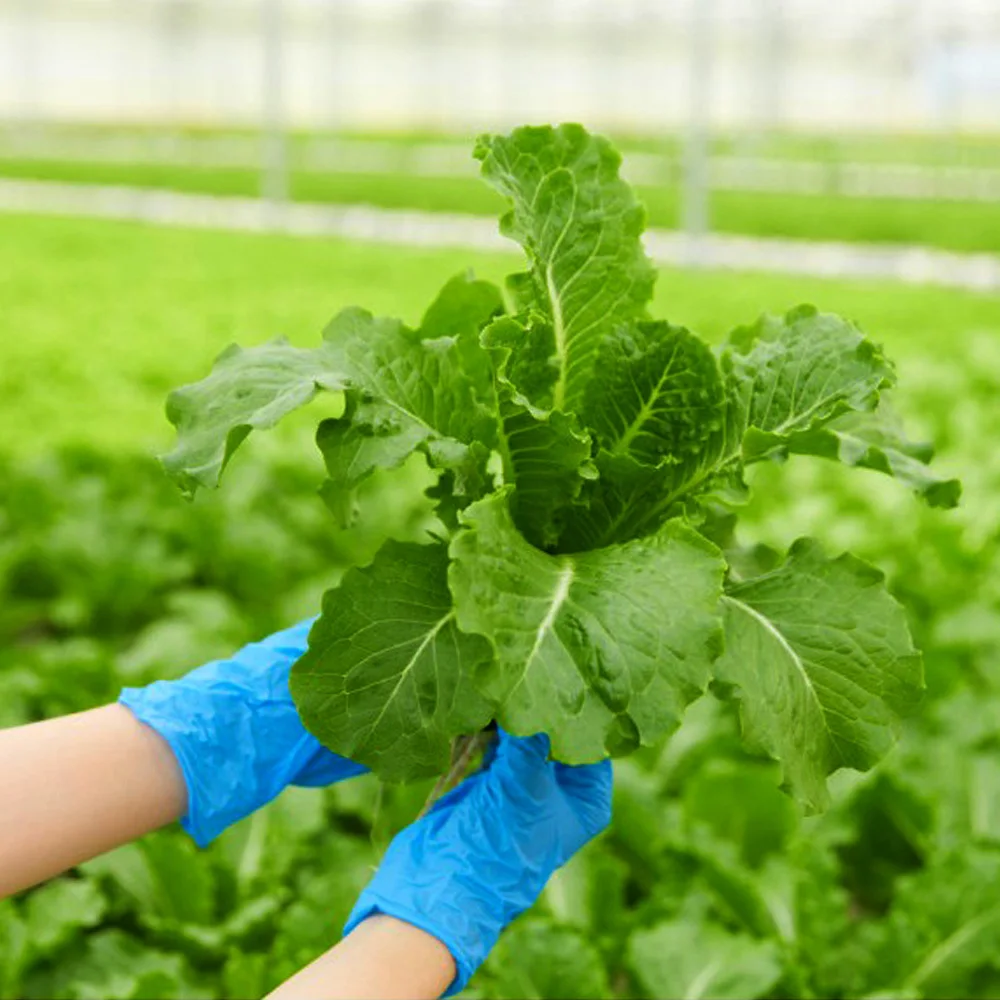 [السلطة العضوية] السلطة العضوية الأوروبية 6-8 أنواع من الزبدة والخس والخس الروماني 1 كجم