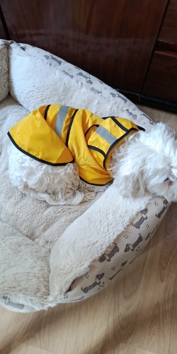 Customer review photo for Waterproof Dog Raincoat — Adjustable, Windproof & Hooded