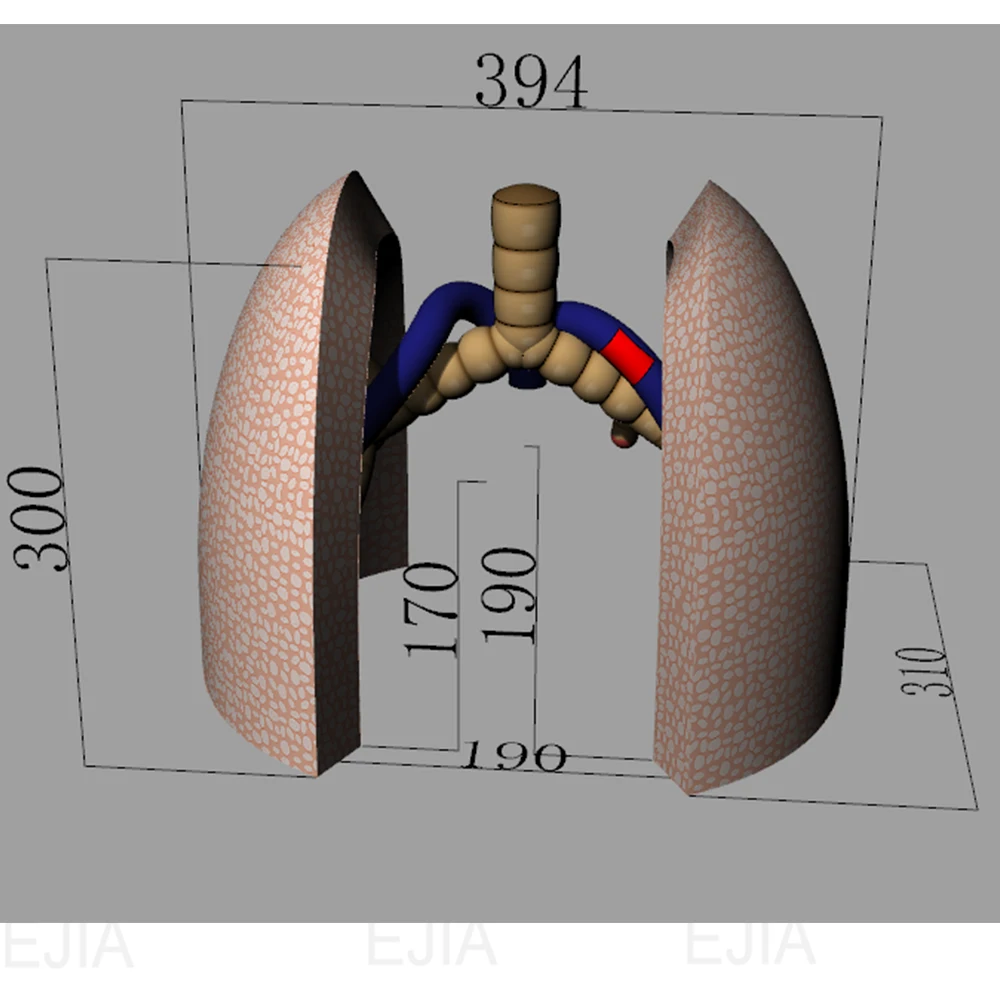 Modello polmonare gonfiabile gigante -10 piedi/3 m di altezza, modello gonfiabile del corpo umano di Oxford 210D per esposizioni di insegnamento medico scolastico