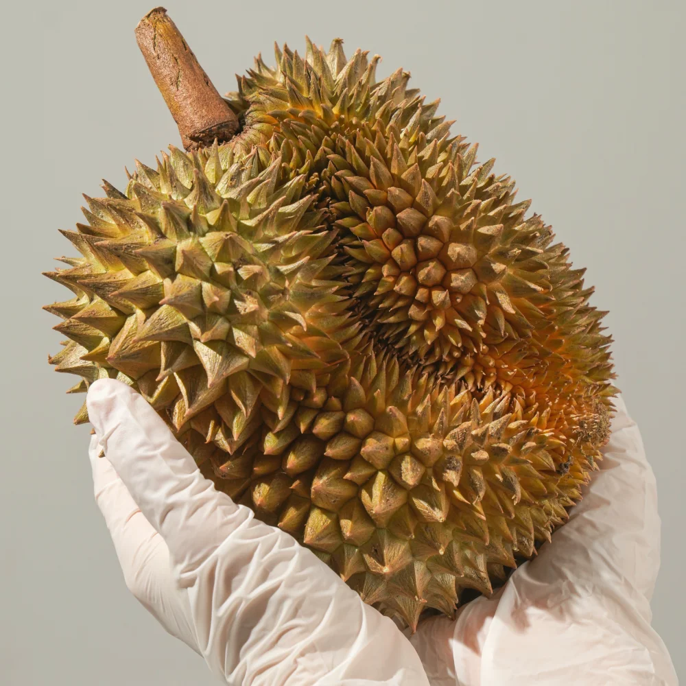 태국 몬통 두리안