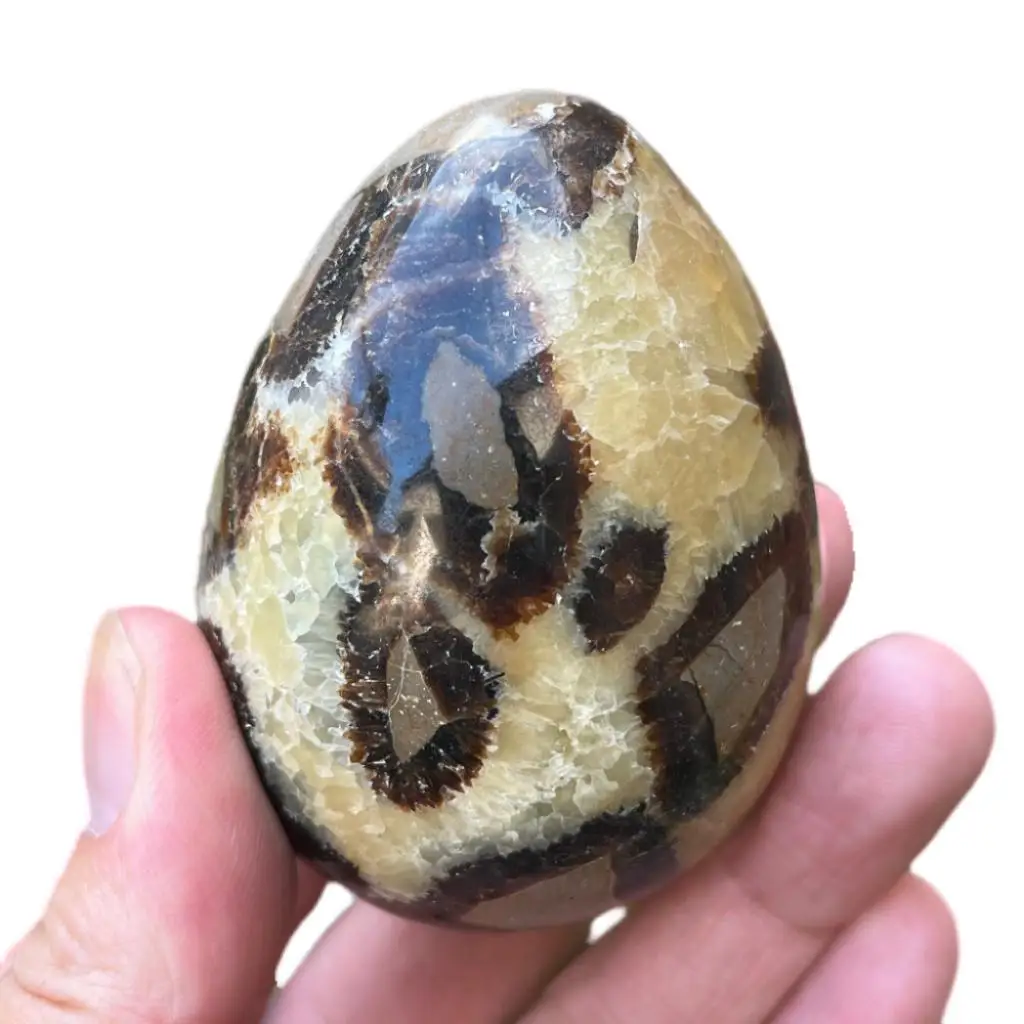 Septarium Egg Speci…