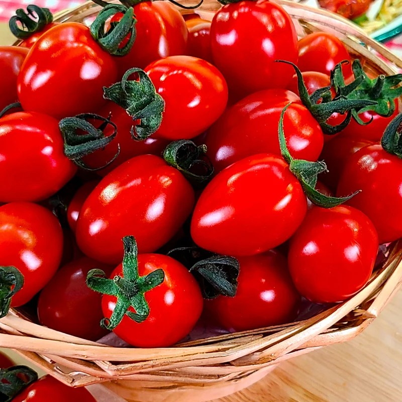 طماطم حلوة حمراء بنكهة المانجو عبوة واحدة (500 جرام) ستيفيا طماطم الكرز حمية مرض السكري