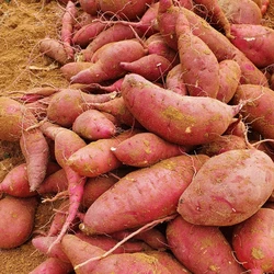 Haenam sweet potato Honey Skinma (Washing) from 2kg, special/long special/long King/long King washing hat and Kwaku Haenam direct song Beni Haruka balm sweetfish