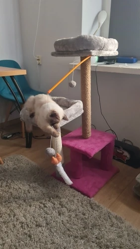 Customer review photo for Double-Layer Cat Litter Mat