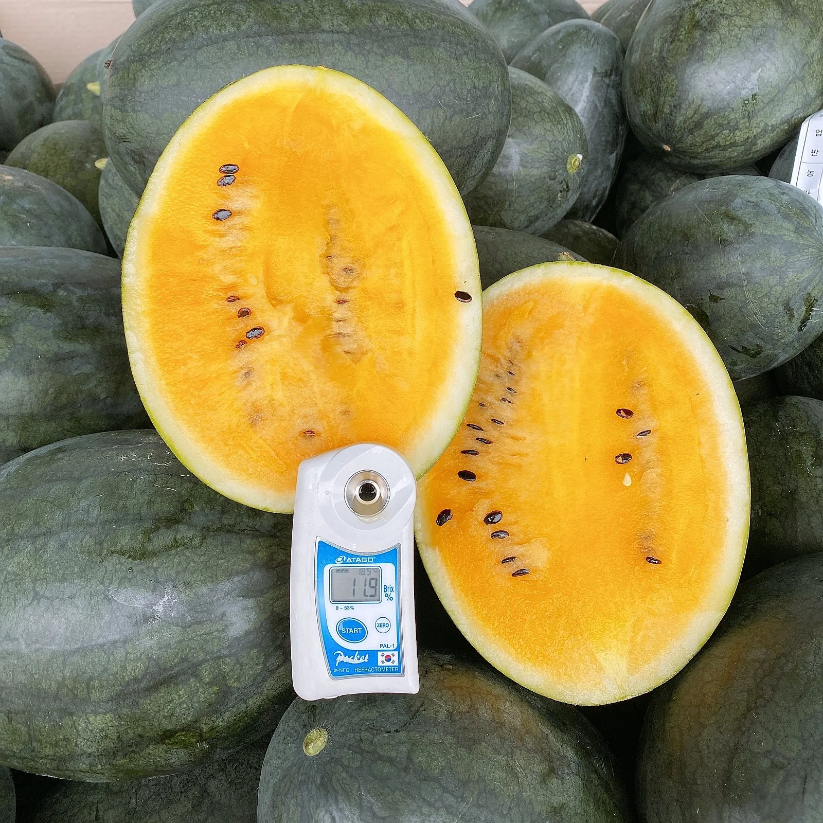 [Super special] high sugar Black Mango Watermelon Yellow yellow watermelon 1.5kg ~ 5kg [CS guaranteed]