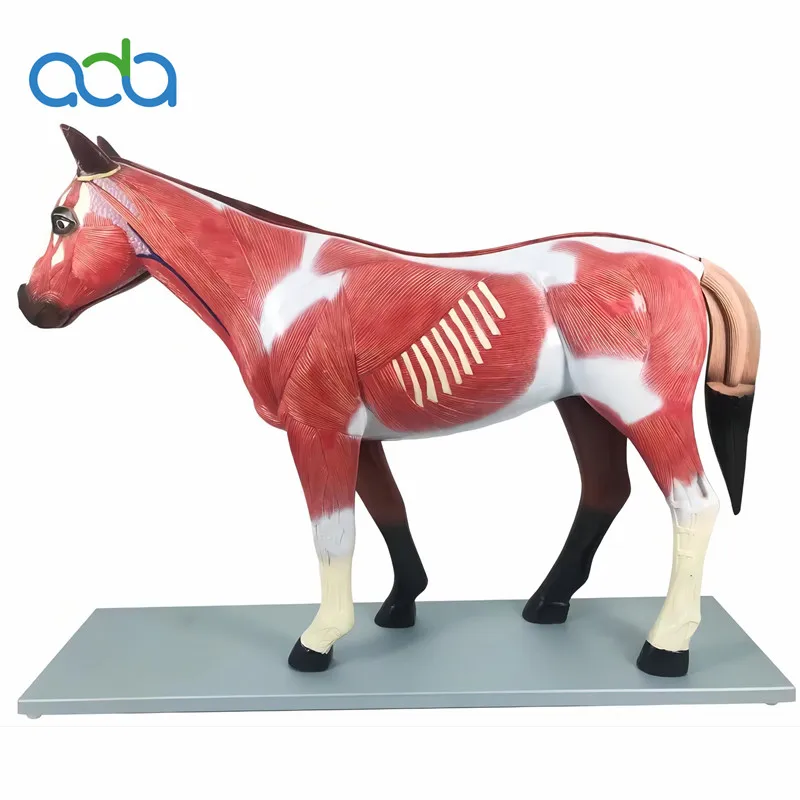 BMN-B030 1:1 Size Horse Assembling Animal Biology Organ Anatomical Model Medical Teaching Model