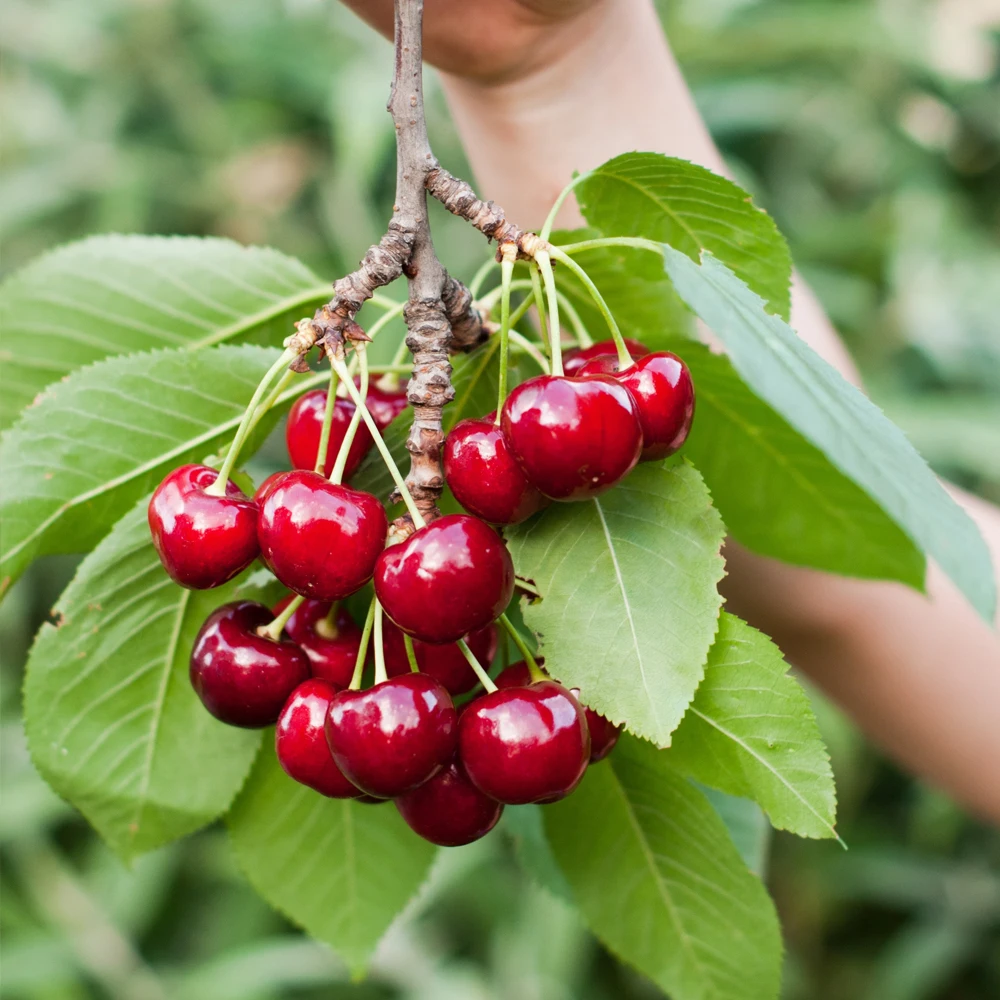 Premium Chile Cherry High-sugar Chilean Cherries Wild Cherry 500g 1kg 2kg