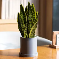 32/37cm Artificial Sansevieria Snake Plants Green Fales Aloe Cera Lily Plastic Leaves Fake Small Agave For Home Outdoor Decor