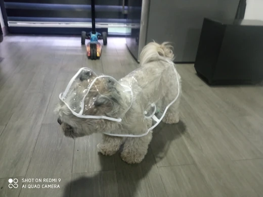 Customer review photo for Clear Water-Resistant Dog Raincoat with Harness Opening