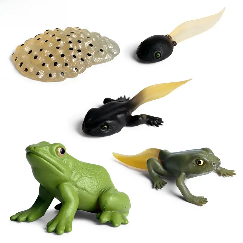 AliExpress QiKids Simulation Animal Insects Marine life Model Action Mini Frog Growth Cycle Animal PVC Toy Figures Teaching Material Kid Baby Gift