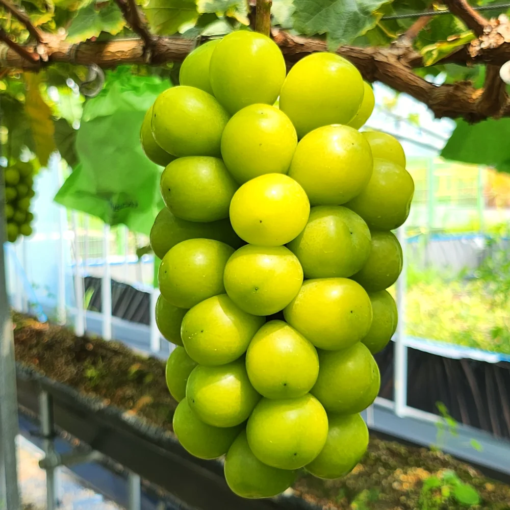 고당도 샤인머스켓 수출용 프리미엄