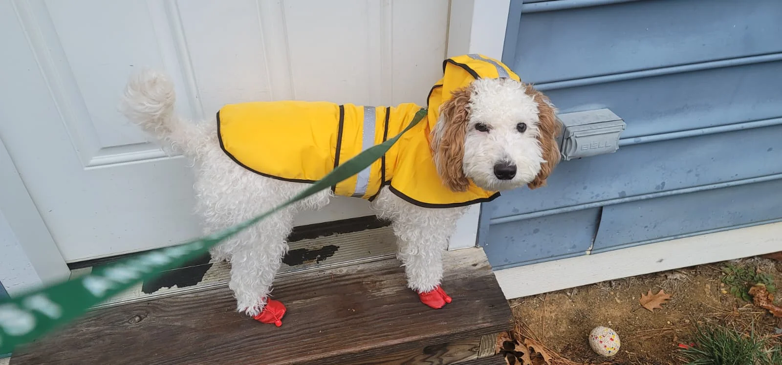 Customer review photo for Waterproof Dog Raincoat — Adjustable, Windproof & Hooded
