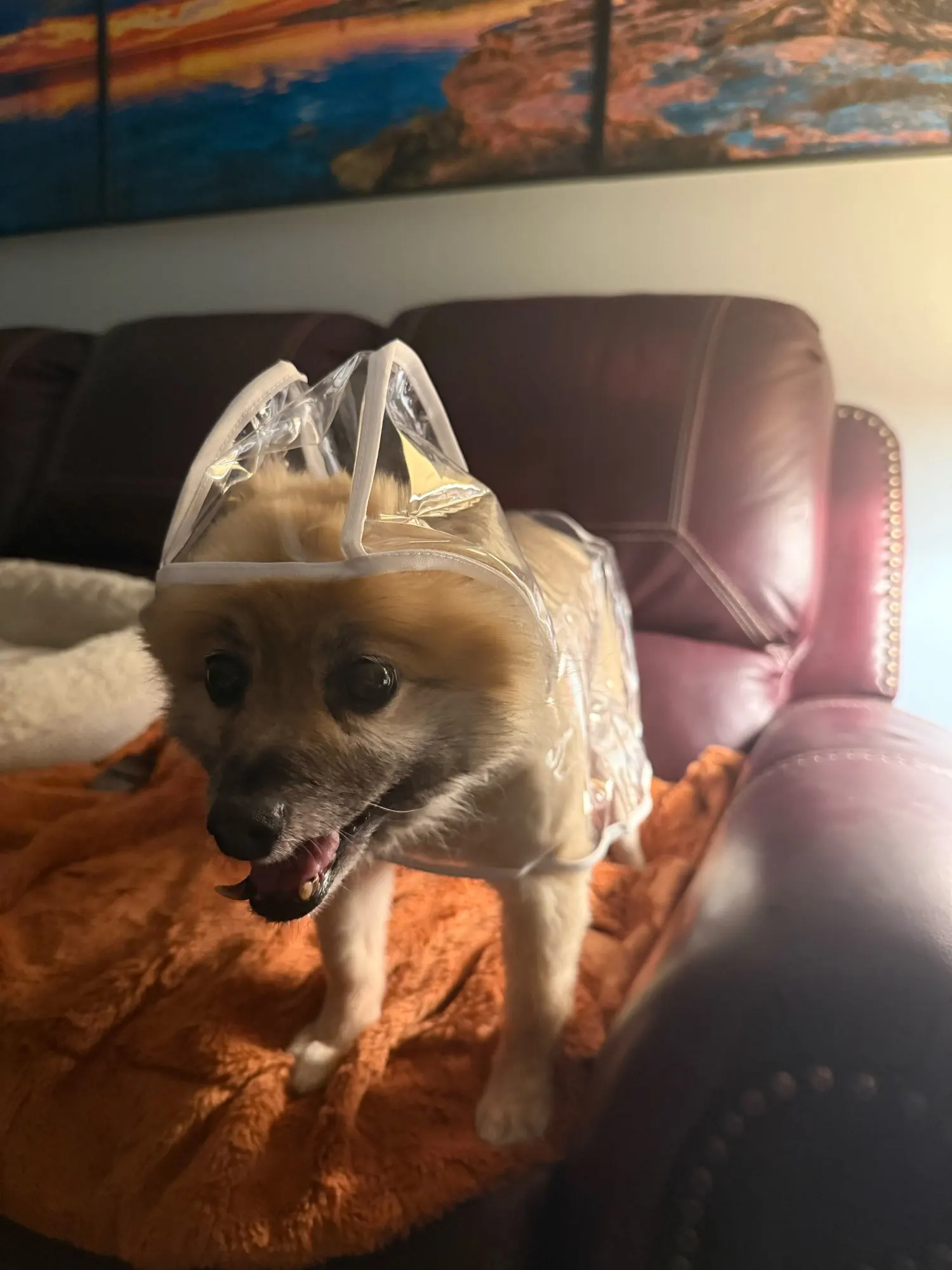 Customer review photo for Clear Water-Resistant Dog Raincoat with Harness Opening