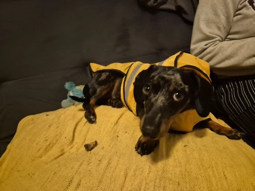 Customer review photo for Waterproof Dog Raincoat — Adjustable, Windproof & Hooded