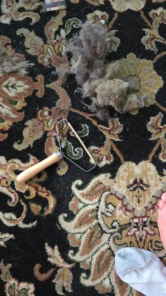 Customer review photo for Manual Pet Hair & Lint Remover Brush