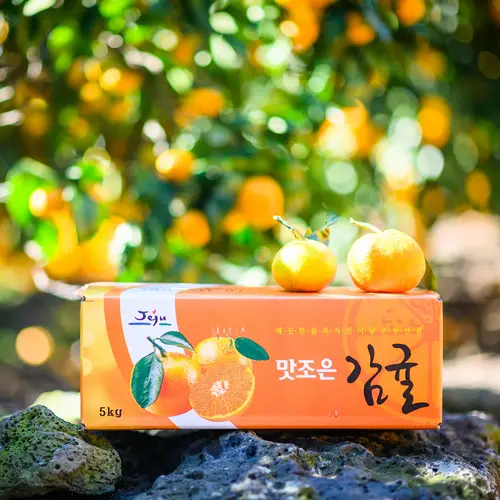 [제주땡큐베리팜] 노지 귤 5kg 10kg 제주귤 제주도귤  감귤 노지귤  조생귤 농장직송 제주귤 