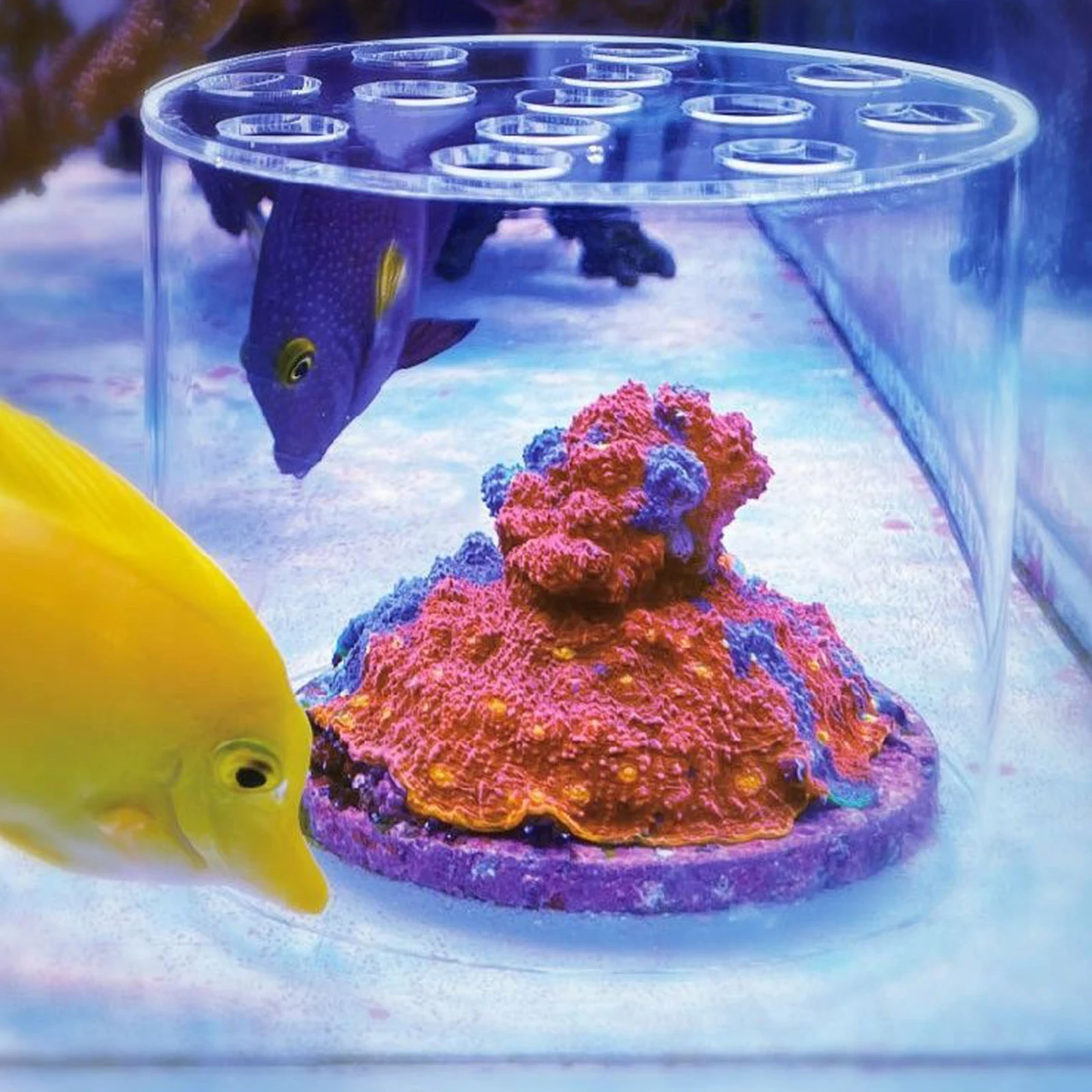 Thumbnail 2 - #43 Compare Fish Feeders Before You Buy