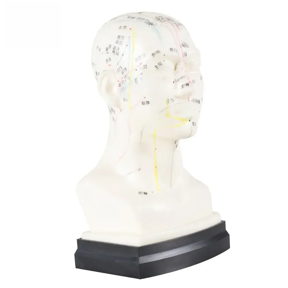 Chiński Model akupunktury głowa punkt akupunktury człowieka punkt akupunktury Model południka głowy — zdjęcie 2