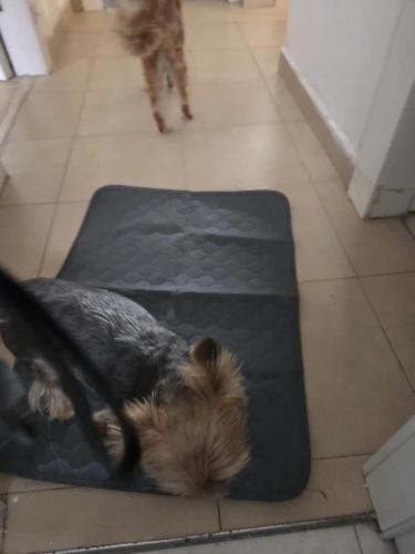 Customer review photo for Washable Reusable Dog Pee Pad