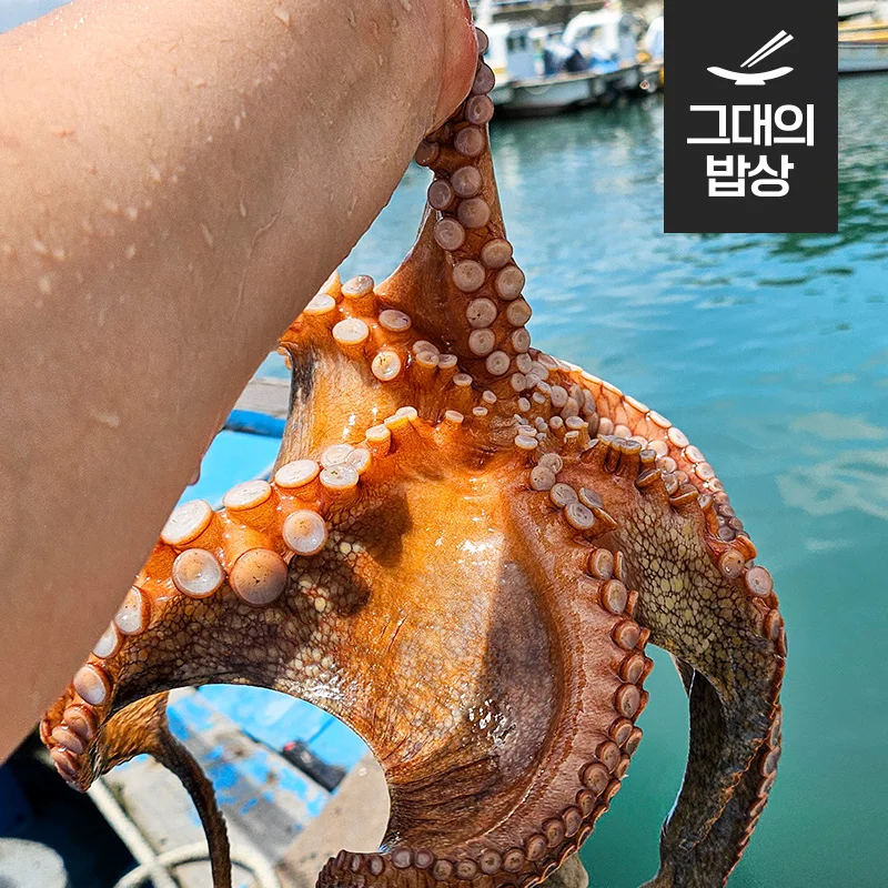 أخطبوط من حجر تونجويونغ ، 1-4