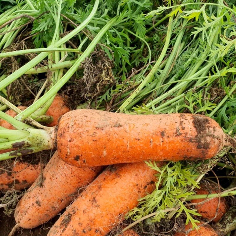 2kg of carrots in Jeju Gyeongnam Miryang