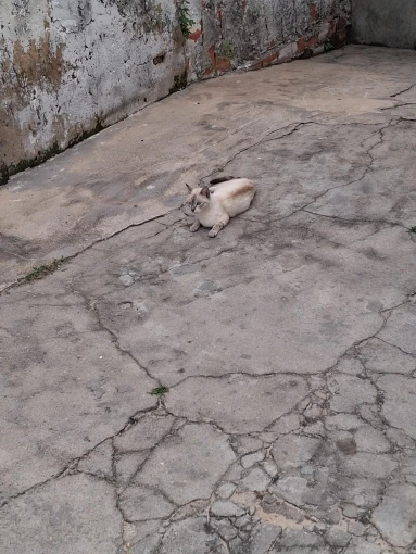 Picun G2 2.4G Wireless Gaming Headset Bluetooth Headphones 5ms Low Latency 7.1 Surround ENC Mic For PC PS4 PS5 Phone Switch photo review