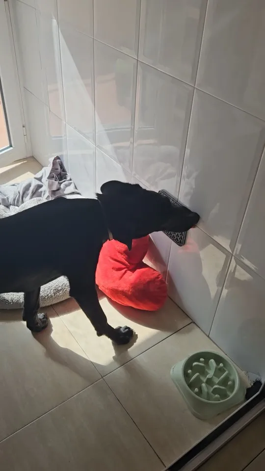 Customer review photo for Dog Lick Mat with Suction Cups
