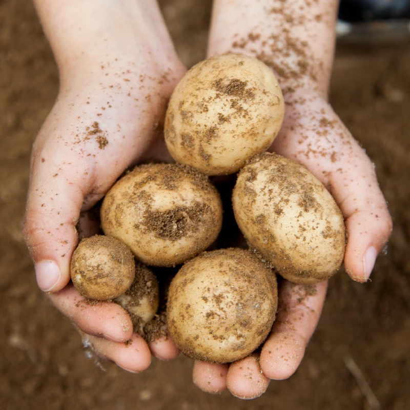 3kg,5kg,10kg of domestic potatoes harvested in 24 years