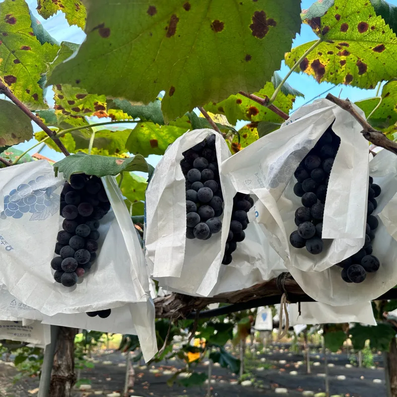 [푸디앤] 달콤함이 입안가득! 고당도 캠벨포도 에어캡 안전포장