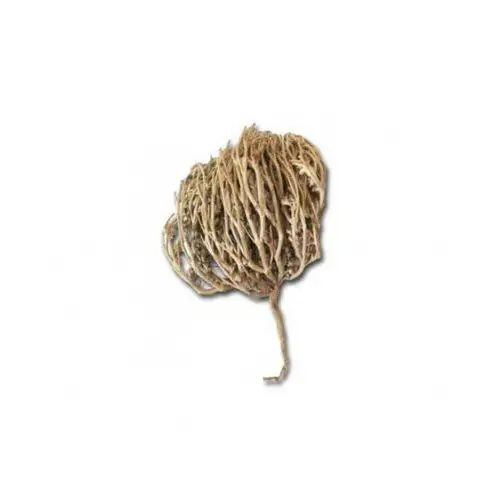 The Flower of Maryam Real Rose of Jericho Flower of Maryam, St. Mary’s flower, resurrection plant, 2 pcs plant