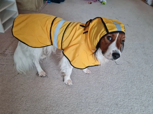 Customer review photo for Waterproof Dog Raincoat — Adjustable, Windproof & Hooded