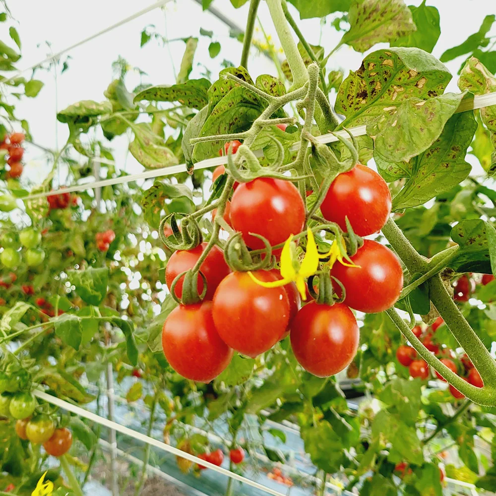 عناب محلي ممتاز ، سكر ليمون حلو وحامض ، عالي ، 1 ، 2 ، 2 ، الاختيار الثالث