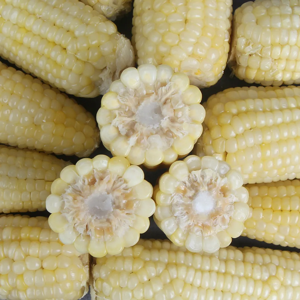 바로먹는 백찰 찐옥수수 10개 / 20개 특대16cm이상 맛있게 쪄서 급냉한 쫀득하고 찰진옥수수 전자렌지ok!