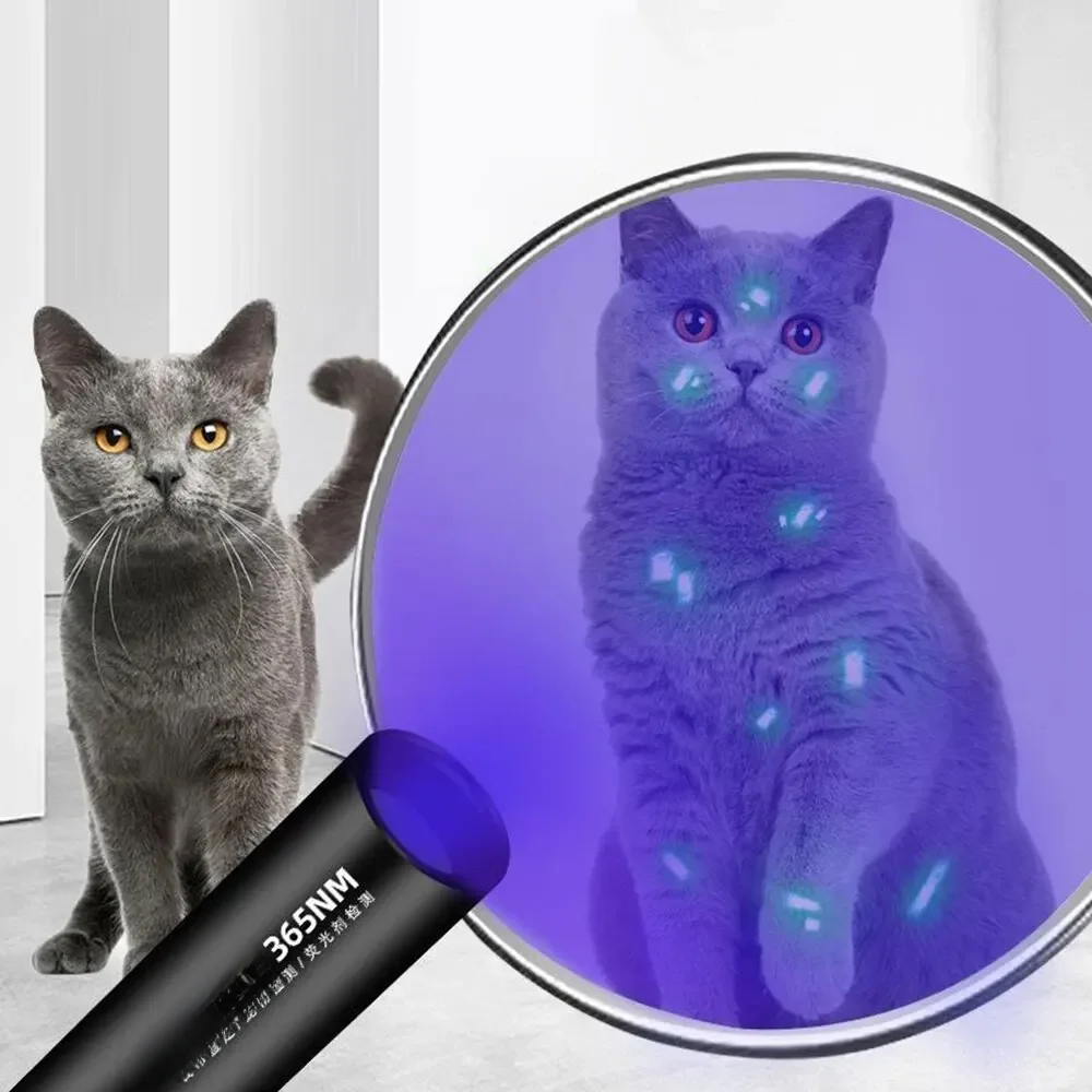 Lumière de détection de mousse pour chat, miroir noir, lumière fluorescente UV, détection de champignons pour animaux de compagnie, équipement professionnel vétérinaire, 1 pièce