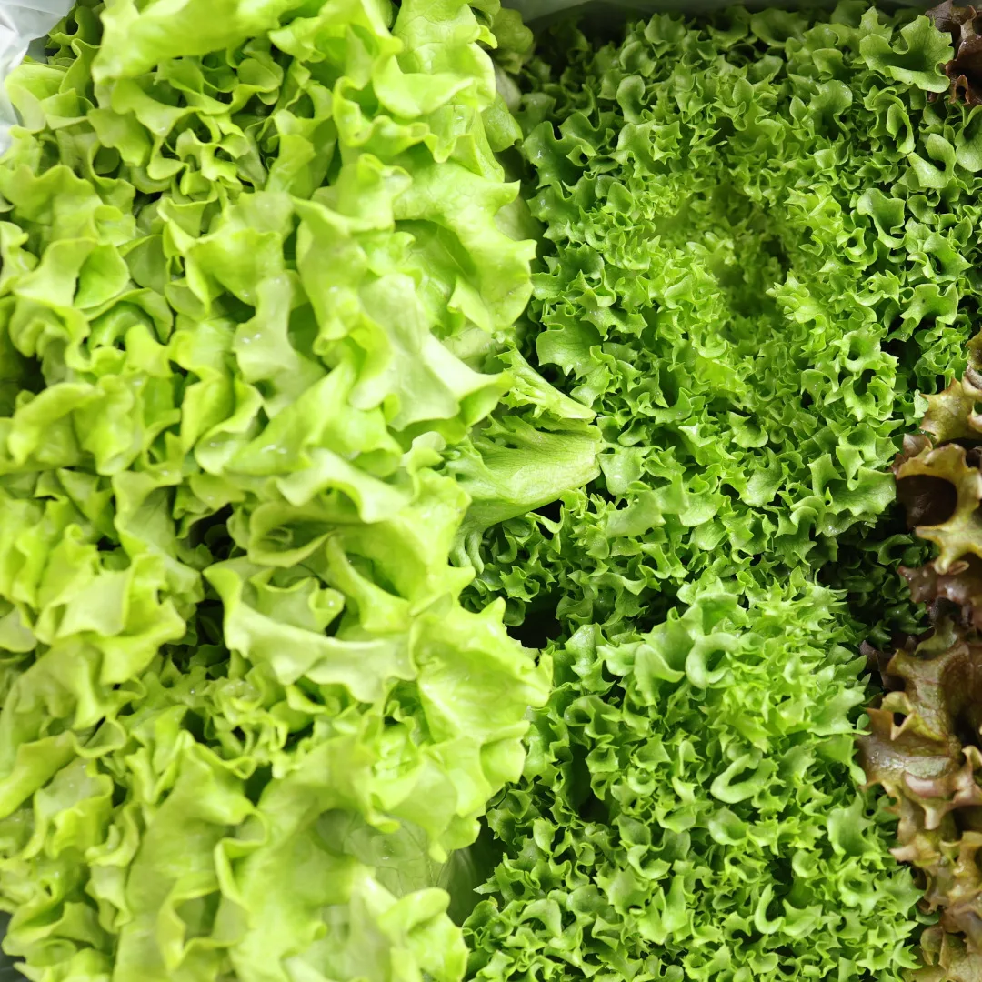 [المزرعة الصحيحة] سلطة أوروبية خالية من المبيدات 1 كجم (3 أنواع عشوائية)