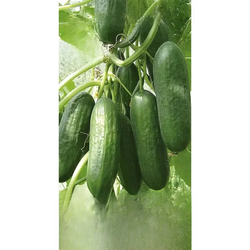 Salade de poney concombre (F1) 0,5g de graines de concombre végétal VegAna