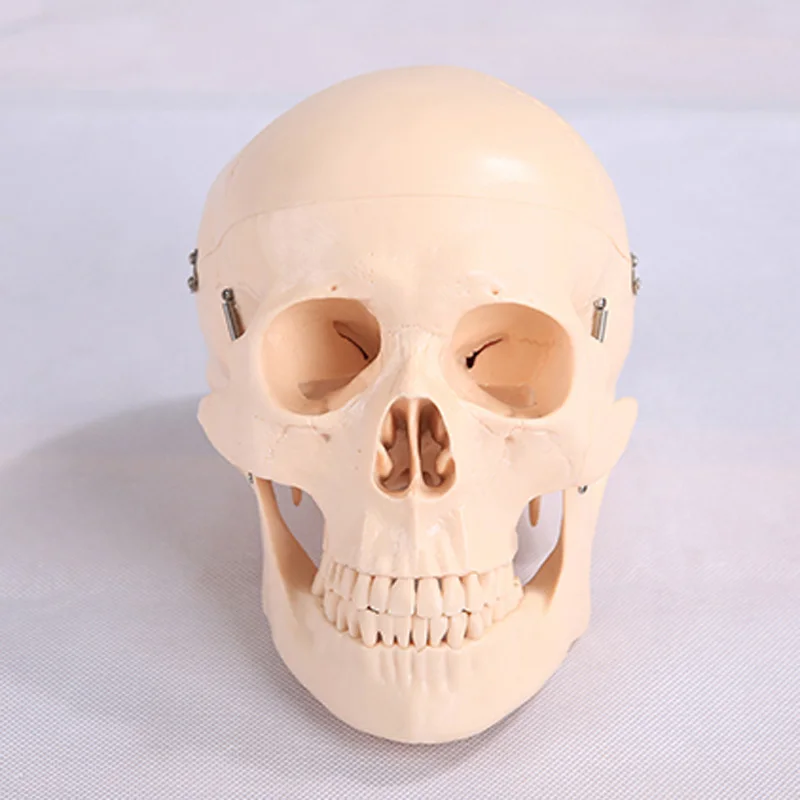

Education teaching and material PVC natural size skull model with 8 parts cerebral artery BIX-A1011