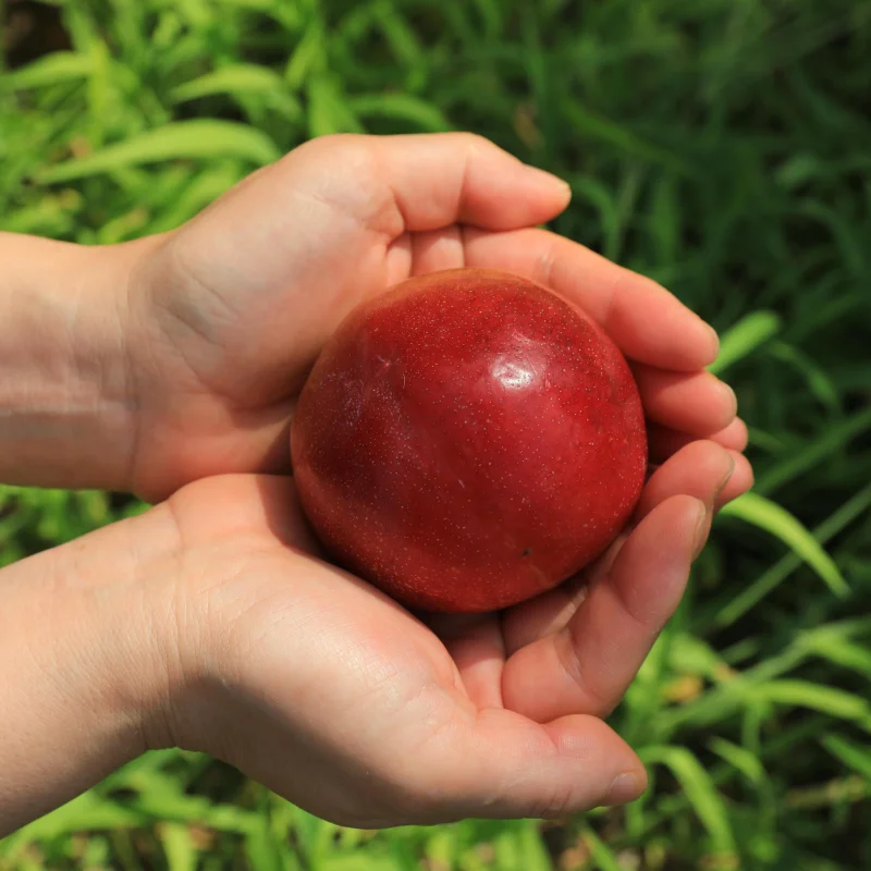 국내산 고당도 제철 자두
