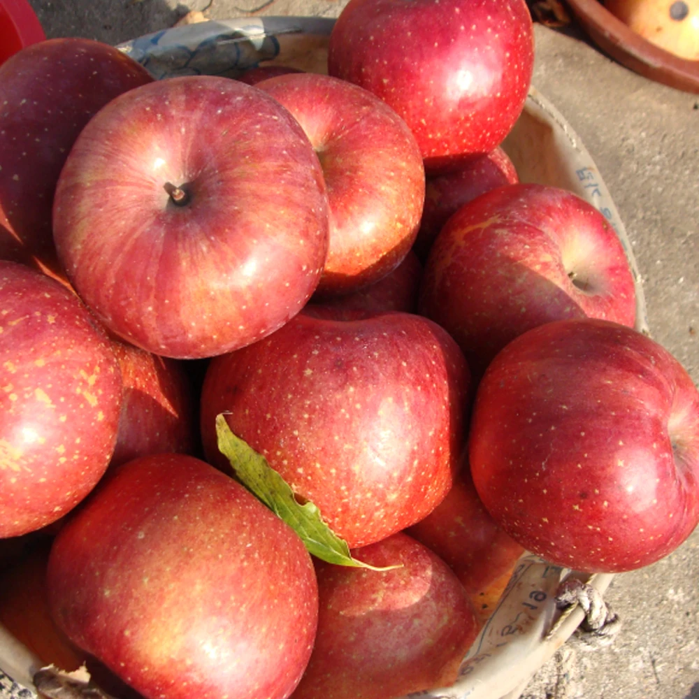 Dongbam Ginee 4kg apples of Gyeongbuk Bupsa for home use (inside and outside 18)