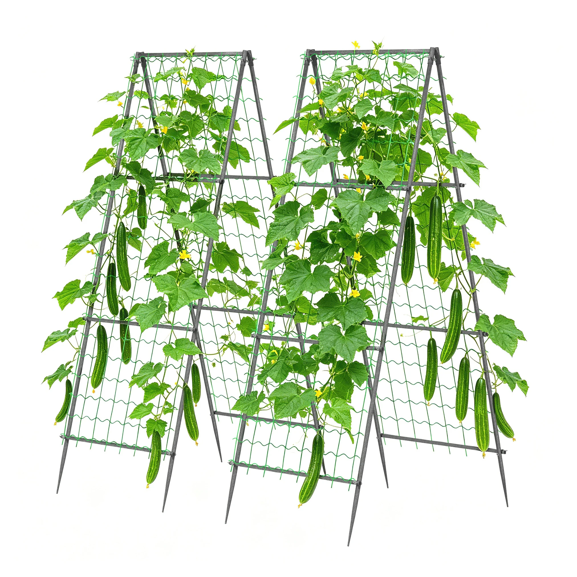 2 Pack A-Frame Garden Trellis 210cm Tall Metal Climbing Plant Support with 4 Nylon Nets and Ground Spikes for Cucumbers Peas Vin