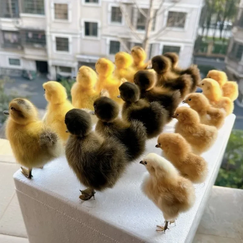 Taxidermie gevulde Euraziatische kip/eend specimen onderwijs/decoratie - afbeelding 2