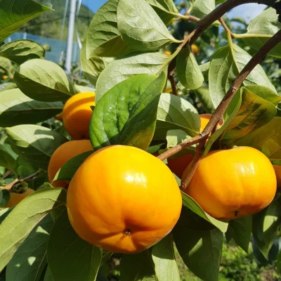 2kg,3kg Sweet persimmons