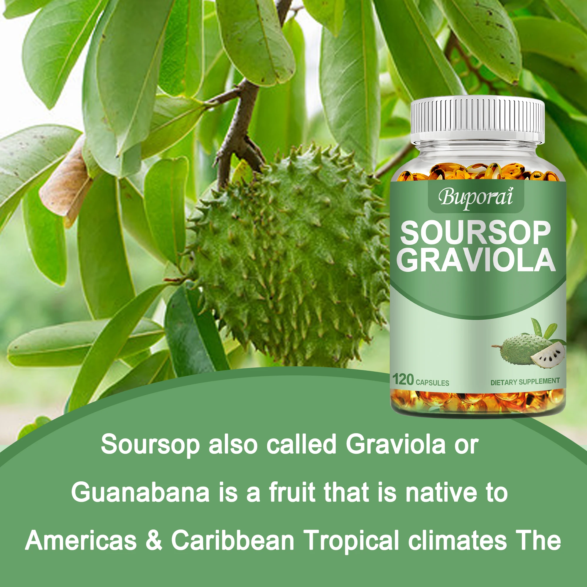 Soursop Graviola-تعزيز المناعة ، تعزيز الهضم والصحة الخلوية ، تحسين المزاج وتخفيف التوتر ، كبسولات