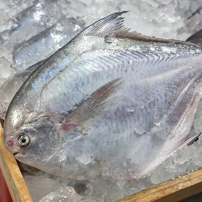 a marine fish Trimming Fish Sashimi Fish Sashimi Fish Semi-dried Fish