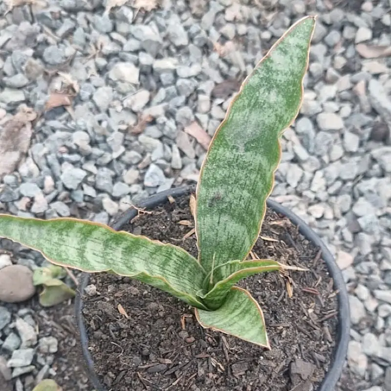 Sansevieria Nalika Raras