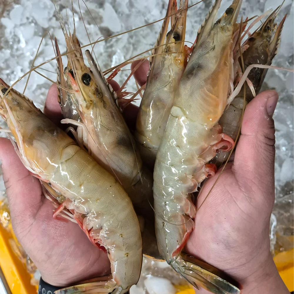 자500g/1kg gambas naturales domésticas coreanas, gambas femeninas, gambas grandes congeladas 500g/1kg, camarones reales