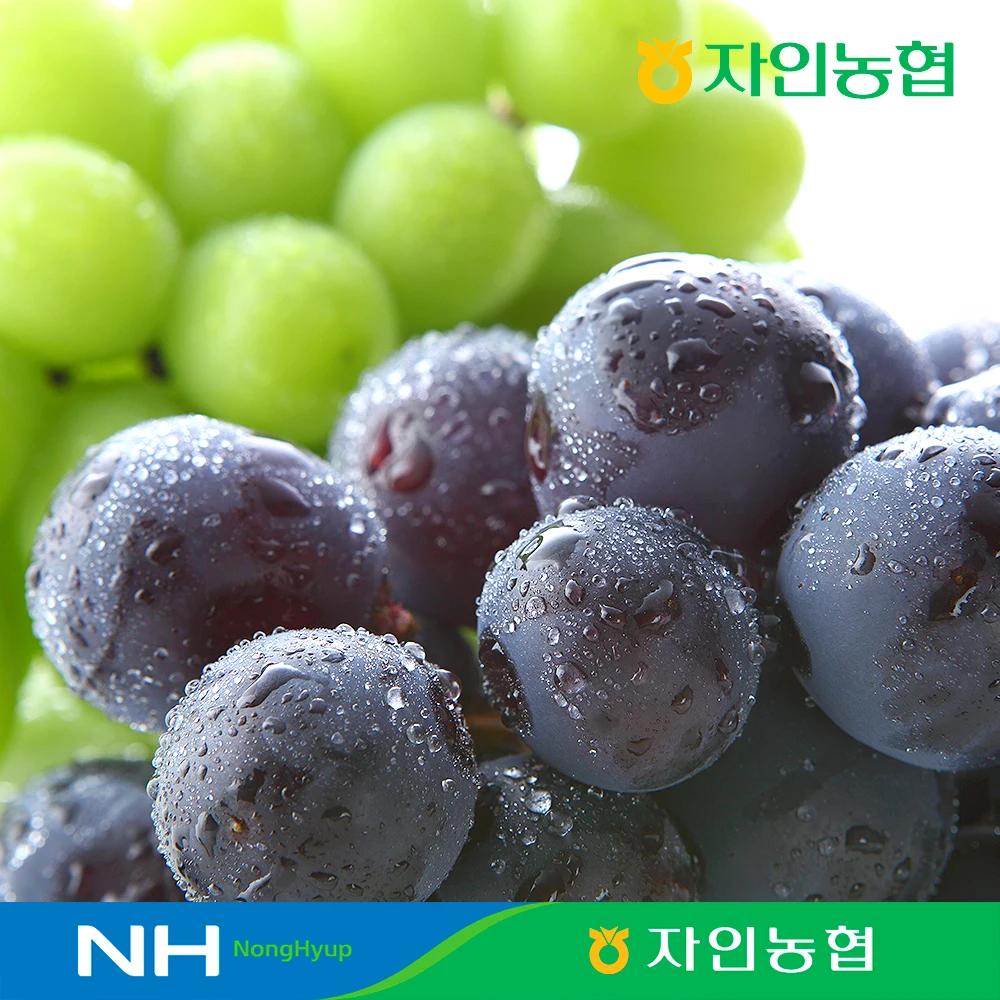 경산자인농협 고당도 샤인머스캣&거봉 선물세트 2kg(3입) 농협선별 / GAP인증