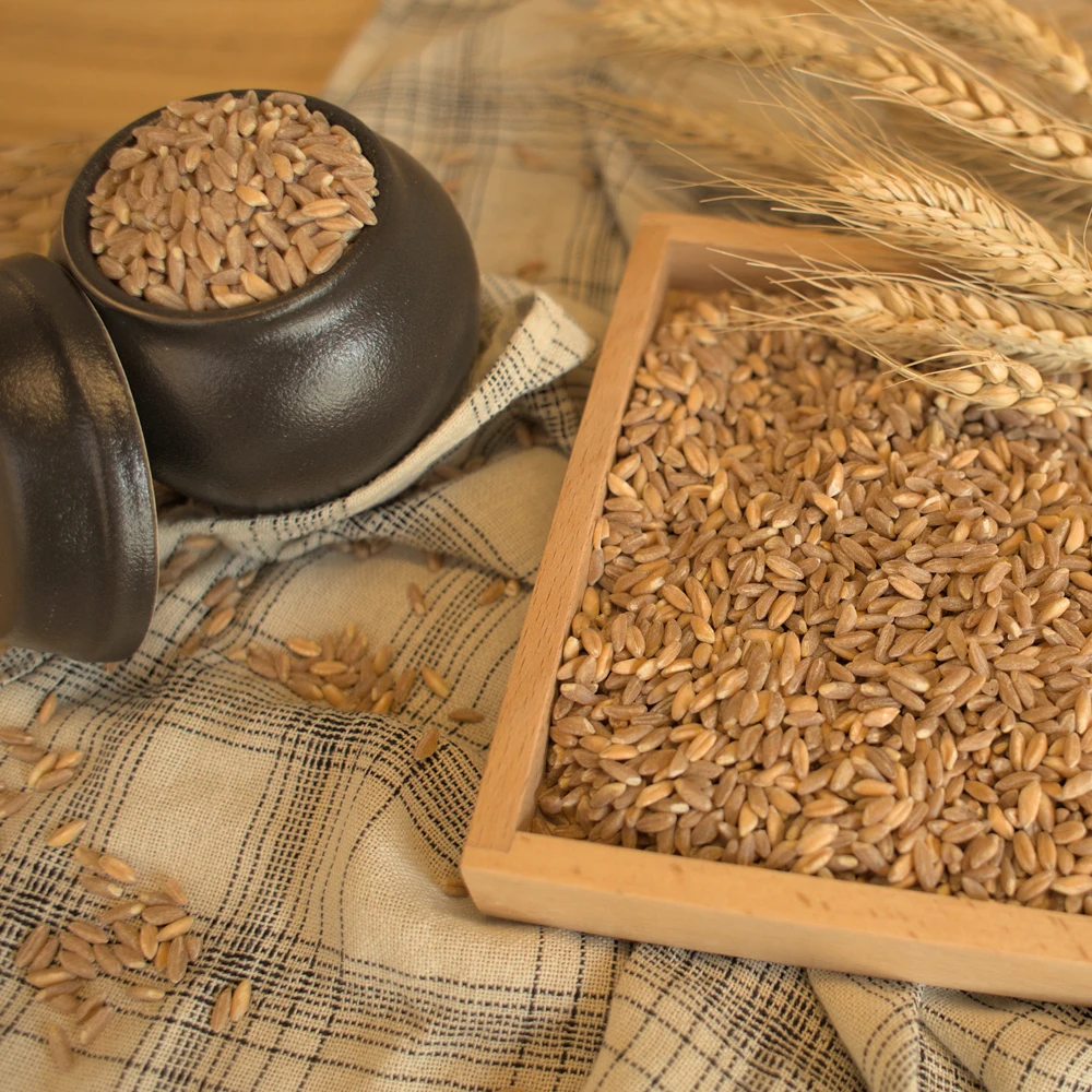 이탈리아 고대 곡물 파로 밀 2kg 엠머밀 FARRO 효소 쌀